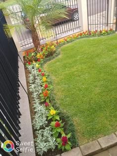 a small garden with flowers and grass in the front yard, next to a black fence