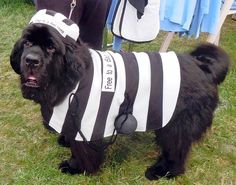 a large black dog wearing a striped shirt