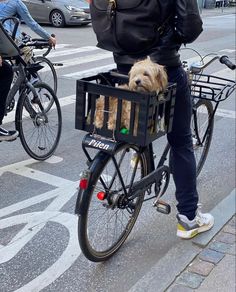 a person riding a bike with two dogs in the basket