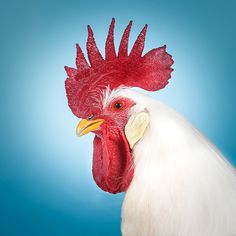 a close up of a rooster's head against a blue background