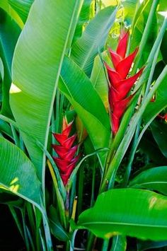 red and green plants with large leaves in the background