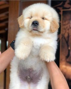 a person holding a puppy in their arms