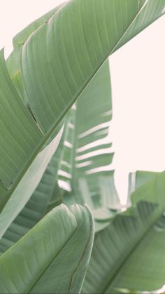 a banana tree with lots of green leaves