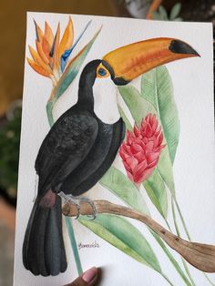 a painting of a toucan and flowers on a white paper with a hand holding it