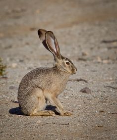 a brown rabbit sitting on top of a dirt field