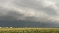 storm clouds loom in the distance over a wheat field