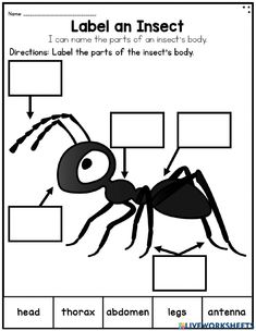 an insect worksheet for kids to learn