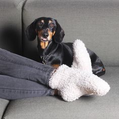 a black and brown dog sitting on top of a couch next to a white stuffed animal