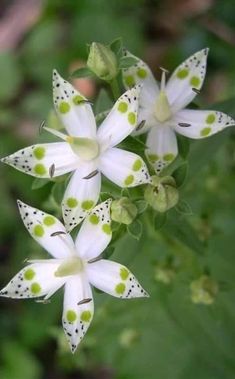 some white flowers with green spots on them