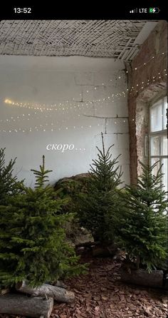 christmas trees are lined up in front of a window