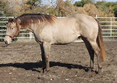 a brown horse standing on top of a dirt field