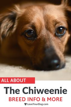 a brown dog laying on top of a carpet next to a white sign that says, all about the chiweenie breed info & more