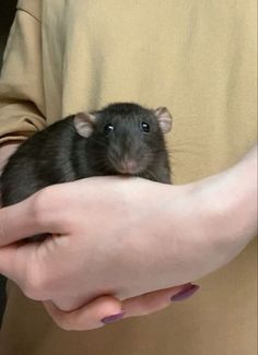 a person holding a small rodent in their hand