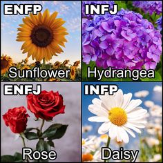 Infj Enfp Relationships, Infj X Enfp Love, Enfj And Infj, Enfp 7w8, Enfp X Infj, Enfp Core, Enfj Infp, Enfp Infj, Infp Enfj