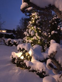 a christmas tree covered in snow with lights