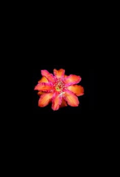 an orange and pink flower on a black background