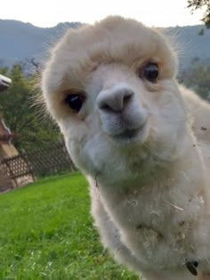 an alpaca looks at the camera while standing on grass