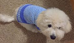 a small white dog wearing a blue and white sweater on top of carpeted floor