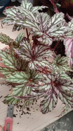 a close up of a plant with green and white leaves on it's stems