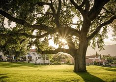 the sun shines through the branches of a large tree