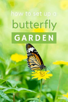 a butterfly sitting on top of a yellow flower with the words how to set up a butterfly