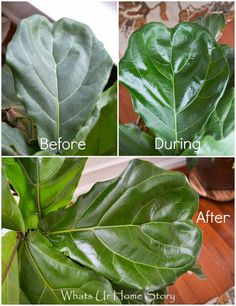 before and after pictures of the leaves of a fiddle plant