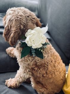 a brown dog with a white flower in its mouth sitting on a couch next to a banana