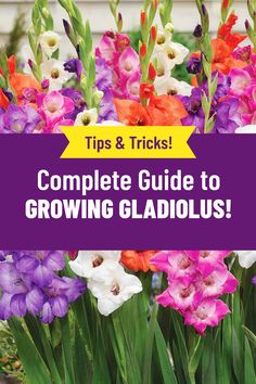 the complete guide to growing gladiolus