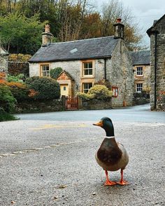 a duck standing in the middle of an empty road next to a stone building and trees