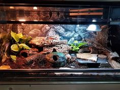 an aquarium with rocks and plants in it