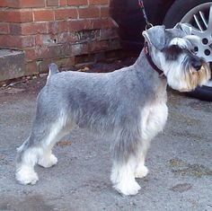 a gray and white dog standing next to a car