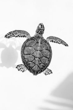 a black and white photo of a turtle with its shadow on the wall behind it