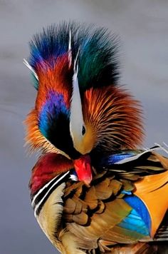 a colorful bird with feathers on it's head