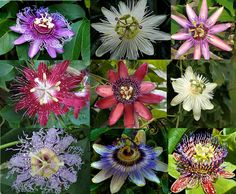 many different types of flowers with green leaves