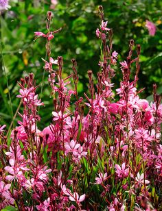 pink flowers are blooming in the garden with greenery behind them and trees in the background