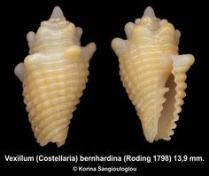 two sea shells on a black background with the caption'vexillium coselia berhorna roding 138