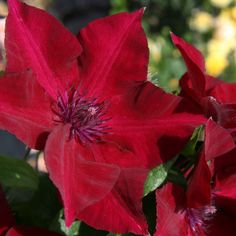 red flowers with green leaves in the background