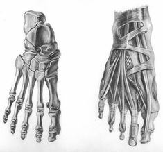 two different types of hand and foot bones, one is drawn in graphite on paper