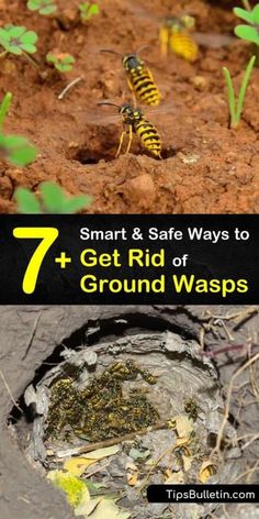 a yellow and black insect on the ground with text that reads, 7 smart & safe ways to get rid of ground waspss