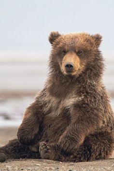 a brown bear sitting on top of a sandy beach