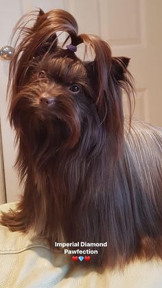 a brown dog with long hair sitting on top of a bed