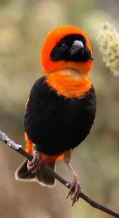 an orange and black bird sitting on top of a tree branch