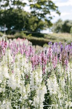 white and pink flowers in a field with trees in the background