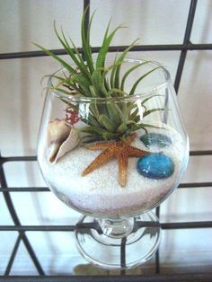 an air plant in a glass filled with sand and sea shells