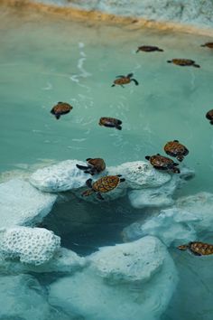 several turtles swimming in the water near rocks