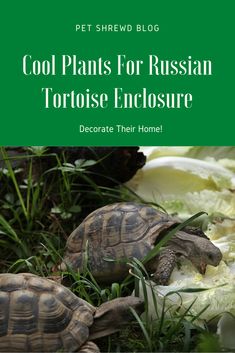 two tortoises in the grass with text that reads cool plants for russian tortoise enclosures decorate their home