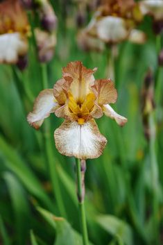 an orange and white flower in the middle of some green grass with other flowers behind it