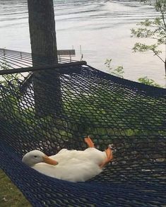 a duck is sitting in a hammock by the water