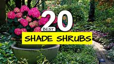 the 20 best shade shrubs for shady areas