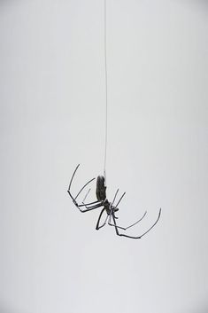 a large spider hanging from a wire in the air